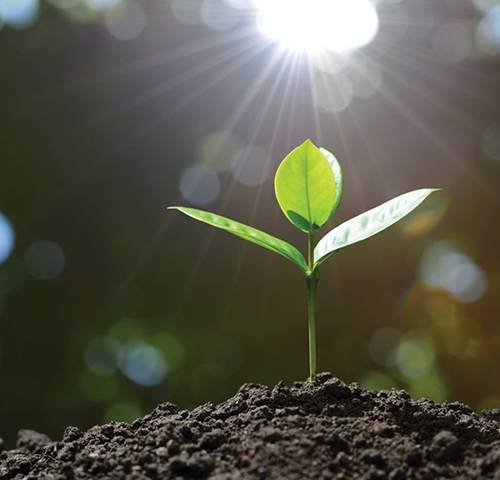 A seedling thrives in the sun.