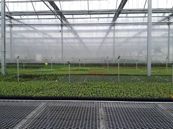 There are many tray cultivated seedlings on the expanded metal benches.