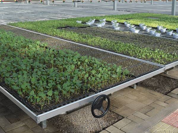 There are many tray cultivated seedlings on the rolling benches.