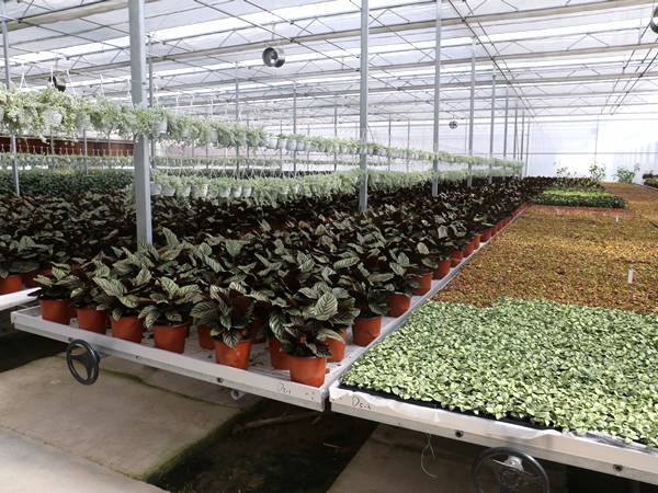 There are many spider plants on the welded wire mesh benches.