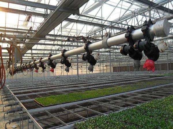 The greenhouse is installed with overhead sprinkler system.