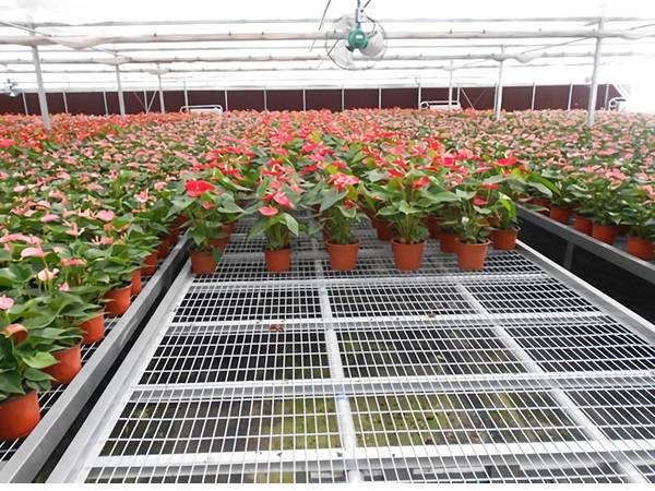 Stationary benches are installed for potted anthurium cultivation.