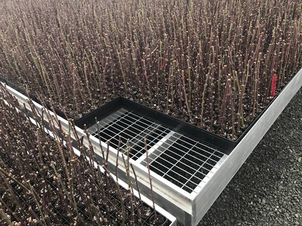 There are many cutting seedlings on the stationary benches.