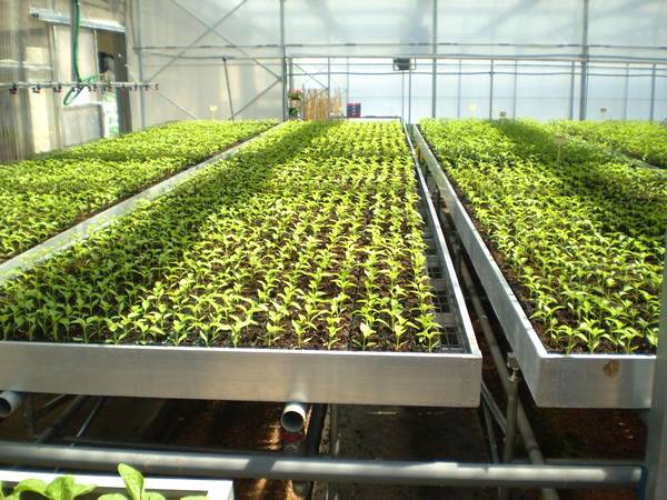 There are a lot of green tray cultivated seedlings on the stationary benches.